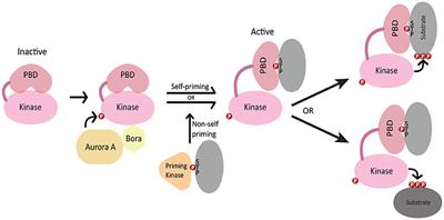 PLK-1 Regulation of Asymmetric Cell Division in the Early C. elegans Embryo